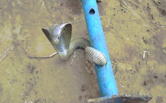 Video: Cố chui vào ống sắt dài 1,8m, rắn hổ mang chúa nhận cái "kết đắng"