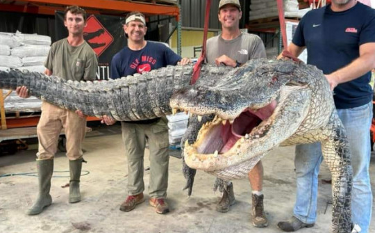 Bắt được cá sấu phá kỷ lục dài nhất bang ở Mỹ
