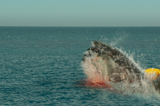 Hàm Tử Thần - Tựa phim rùng rợn xoay quanh đàn cá mập khát máu đáng xem bậc nhất hè này