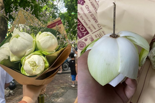 Dân mạng mách nhau cẩn thận kẻo mua phải hoa sen giả khi chụp ảnh thu Hà Nội