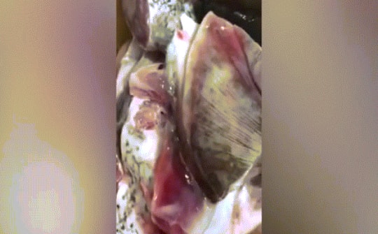 Người phụ nữ “tím mặt” khi thấy con cá mới mua về có hàm răng giống hệt răng người