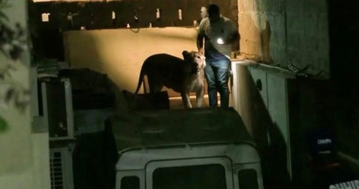 TP Karachi náo loạn vì sư tử nhảy khỏi xe ngay giờ cao điểm