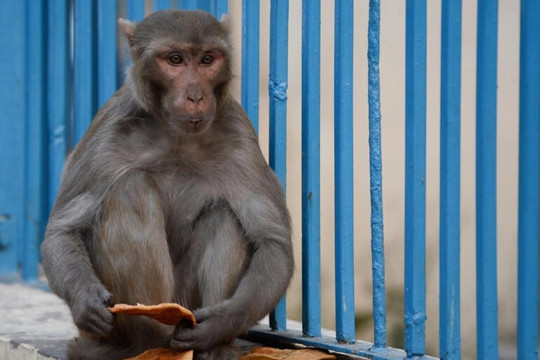 Ấn Độ thuê nhóm 'người khỉ' ngăn khỉ quấy nhiễu hội nghị G20