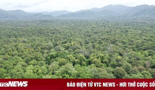 Bình Thuận phá hơn 600 ha rừng làm hồ thuỷ lợi: Số cây quý hiếm xử lý thế nào?