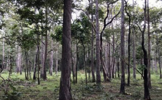 Sáng mai, Bộ NN&PTNT vào Bình Thuận kiểm tra vụ chuyển hơn 600 ha rừng làm hồ thuỷ lợi