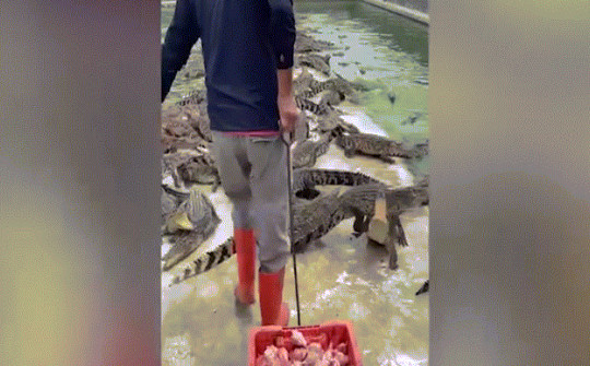 Nghề nguy hiểm nhất thế giới, cho 10.000 con cá sấu ăn