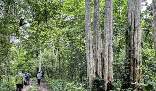 Sử dụng hơn 600ha rừng làm hồ thủy lợi ở Bình Thuận: Được và mất gì?