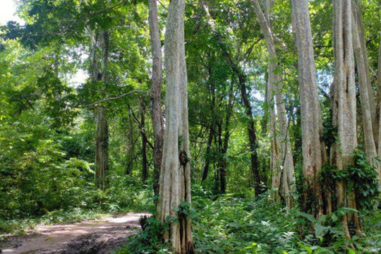 Bình Thuận đang họp báo về việc lấy hơn 600 ha rừng làm hồ chứa nước Ka Pét