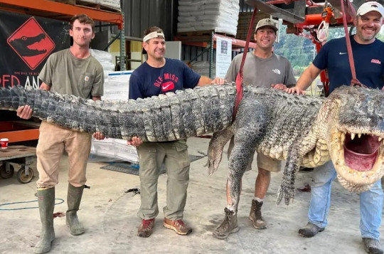 Thợ săn Mỹ: 7 tiếng như dưới địa ngục, đánh vật với cá sấu khổng lồ dài hơn 4,3 m, nặng 364 kg