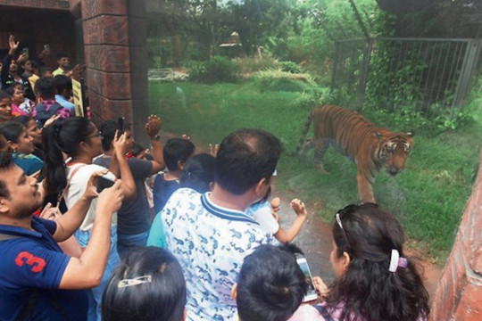 Vườn thú Ấn Độ chi 2,4 triệu USD làm chuồng sư tử, chó sói và rái cá... nhưng lại không có thú