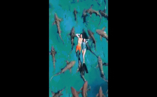 Video: Độc lạ kiểu thư giãn bơi cùng đàn cá mập ở Maldives