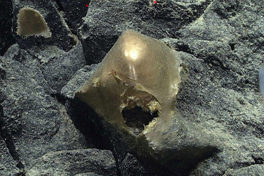 “Quả trứng vàng” bí ẩn được phát hiện dưới đáy biển làm đau đầu các nhà khoa học