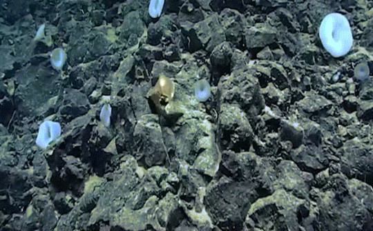 "Trứng vàng" ở đáy biển Thái Bình Dương khiến các nhà khoa học bối rối
