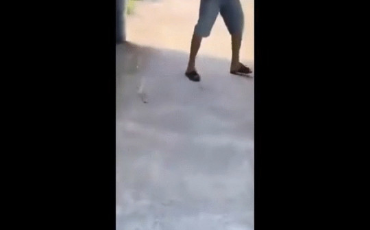Video: Người đàn ông có "hơi men", liều lĩnh tấn công rắn hổ mang hung dữ
