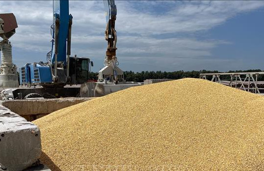 Bulgaria dỡ bỏ lệnh cấm nhập khẩu ngũ cốc của Ukraine
