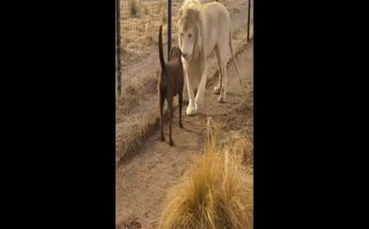 Clip: Sư tử trắng chủ động "bắt tay" chó khiến ai cũng ngỡ ngàng