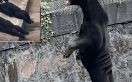 Trung Quốc: Nghi vấn người đóng giả gấu, vừa nằm trên tảng đá vừa vẫy chân chào khách