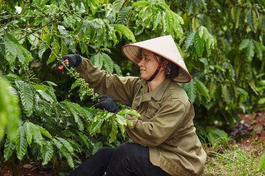 Báo cáo Coffee Barometer 2023: Nestlé đứng đầu về phát triển bền vững