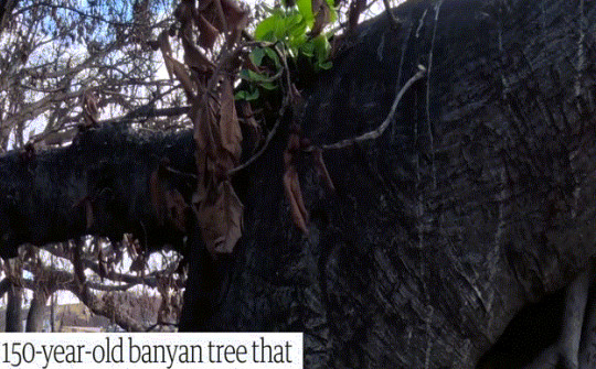 VIDEO: Lặng người ngắm cây đa 150 tuổi ở Hawaii hồi sinh kỳ diệu sau vụ cháy rừng kinh hoàng