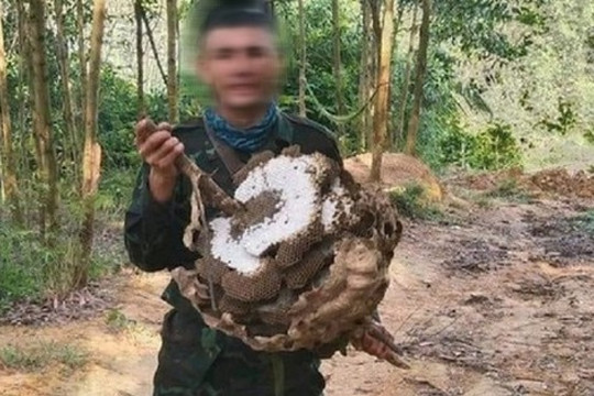 Từ Nghệ An ra Thanh Hóa săn ong, nam thanh niên được phát hiện chết trong rừng