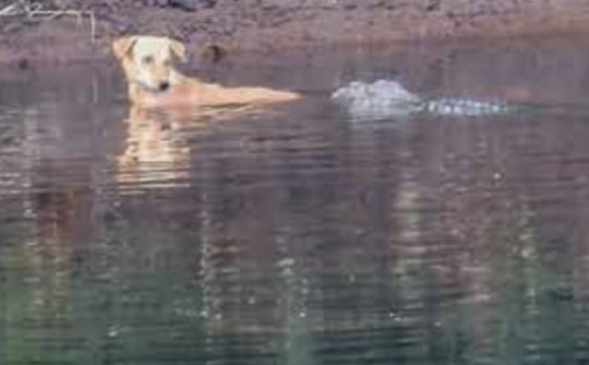 Thấy chó bị truy sát nhảy xuống sông, 3 con cá sấu phản ứng kinh ngạc