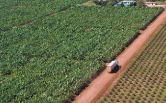 Đại gia nào của Việt Nam có trang trại "khủng" trồng chuối ở nước ngoài?