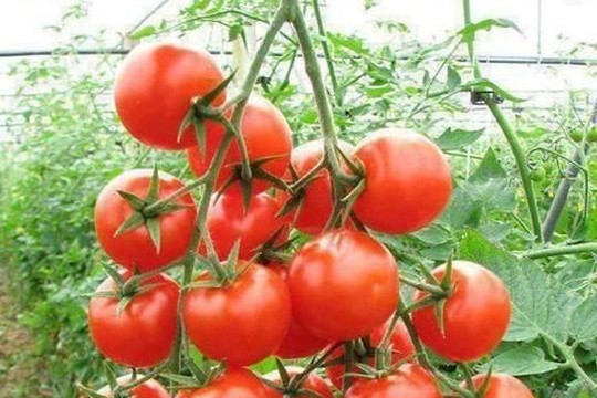 Công dụng thần kì của cà chua đối với sức khỏe và sắc đẹp