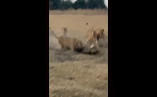 Video: Cá sấu vùng vẫy đối diện sự tấn công của bầy sư tử và cái kết