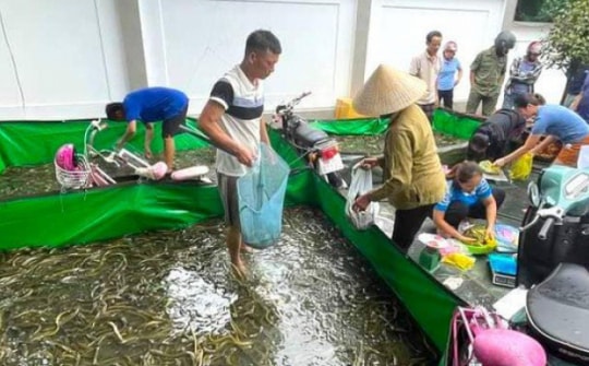 Trại lươn ngập sâu trong lũ, người dân hô hào nhau đến giải cứu