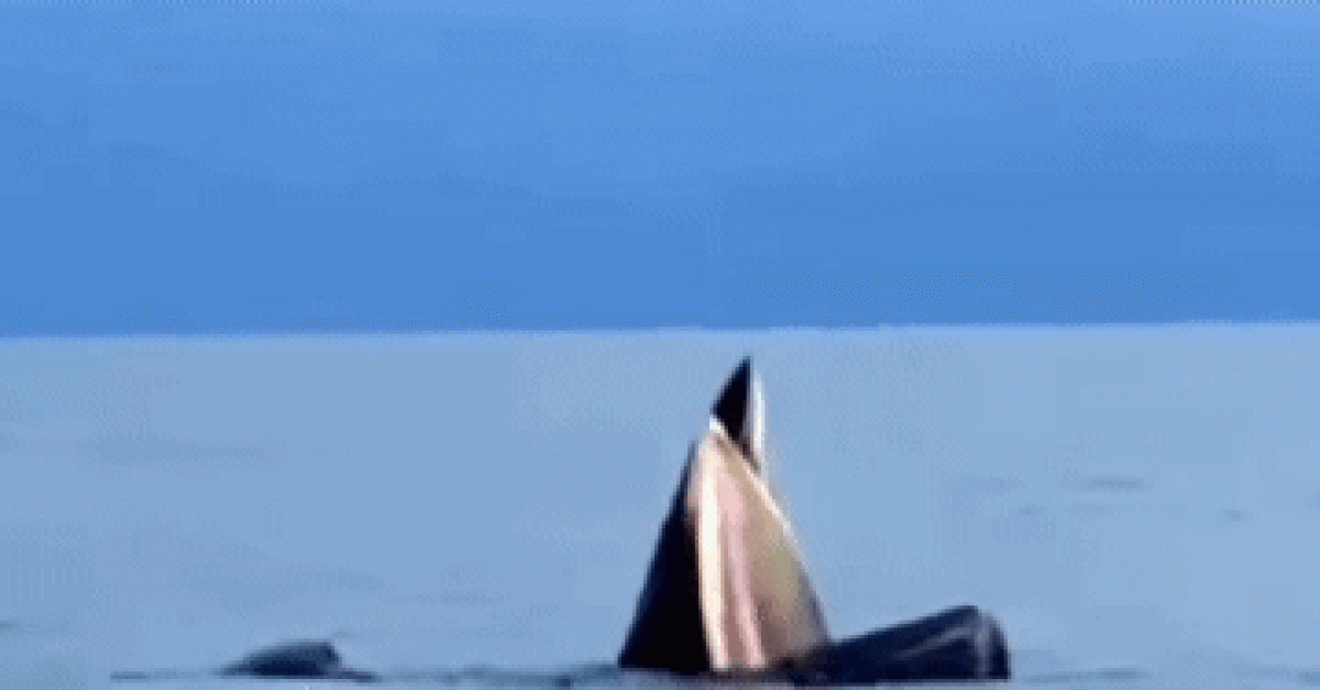 Đàn cá voi nô đùa trên vùng biển Cô Tô