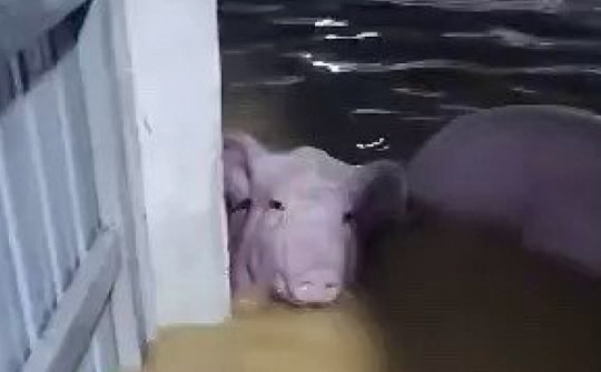 Trang trại ở Thanh Hóa bị nước lũ cuốn trôi hơn 1.000 con lợn
