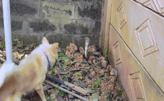Video: Rắn hổ mang bất ngờ bị tóm gọn khi đang hung hăng tấn công chó nhà