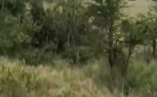 Video: Trâu rừng ra đòn chí mạng, giải cứu đồng loại khỏi bầy sư tử háu đói