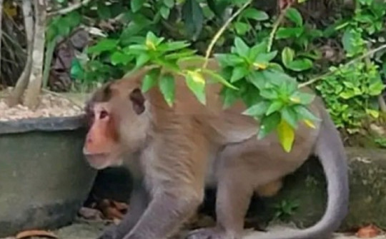 Khỉ hoang tấn công gây thương tích 7 người