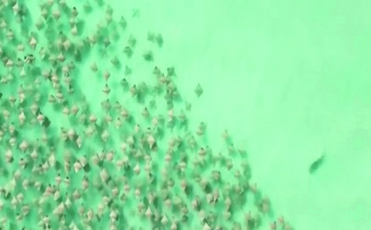 Khoảnh khắc ngoạn mục cá mập đuổi theo hàng trăm con cá đuối gai độc