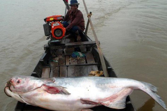 Điểm mặt 6 "thủy quái" đáng sợ nhất sông Mê Kông và thế giới