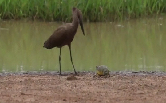Video: Ếch nhỏ bé đánh đuổi chim khổng lồ khiến người xem kinh ngạc