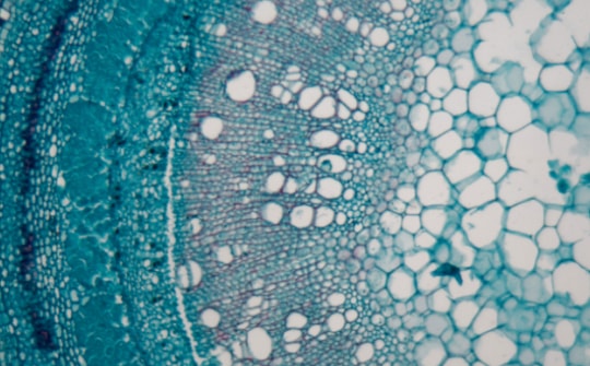 Tế bào gốc là gì? Điều kì diệu mà bạn chưa biết