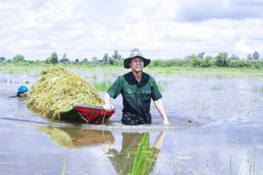 Long An: Chủ tịch UBND huyện ngâm mình giúp dân thu hoạch lúa bị ngập