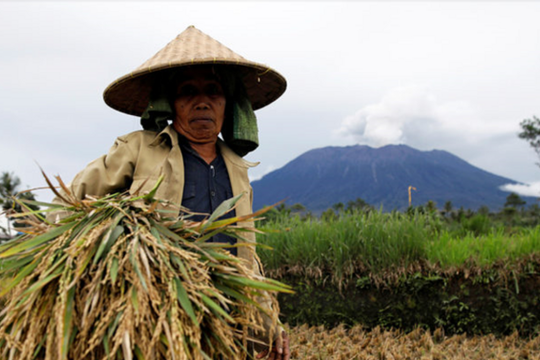Indonesia muốn nhập 600.000 tấn gạo từ Việt Nam và Thái Lan