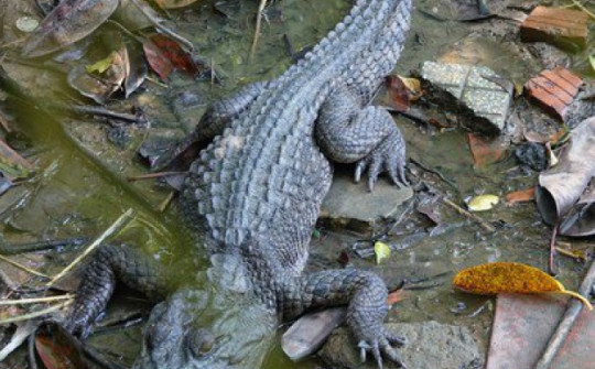 6 con cá sấu sổng chuồng ra công viên ở Kiên Giang