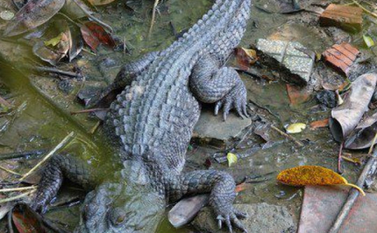 Nóng trong tuần: 6 con cá sấu sổng chuồng từ công viên ở Kiêng Giang