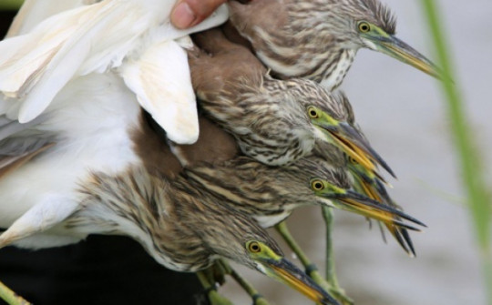 Cận cảnh "nước mắt" chim trời hoang dã sa bẫy ở Thanh Hóa