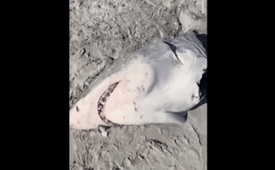 Video: Phát hiện xác cá mập trắng trôi dạt bờ biển Úc, lại gần nhận thấy điều kinh ngạc