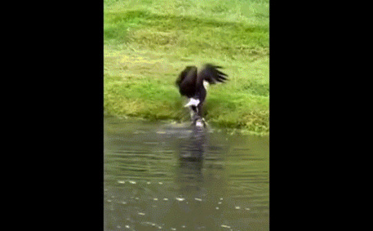 Video: Đại bàng trắng có pha xử lý con mồi đầy bất ngờ