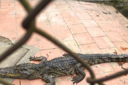 Chuyển đàn cá sấu 10 con ra khỏi công viên lớn nhất Nghệ An