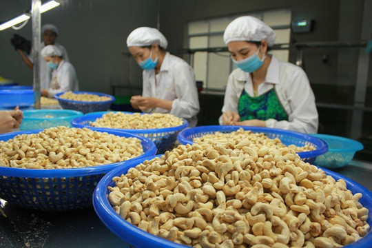 Trung Quốc ồ ạt gom mua hạt điều của Việt Nam