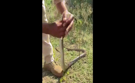 Video: Độc lạ người hô hấp hồi sinh con rắn bị bất tỉnh