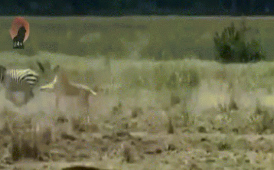 Video: Màn “truy sát” ngựa vằn siêu kịch tính của bầy sư tử