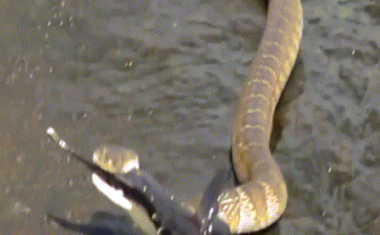 Video: Nổi da gà chứng kiến cảnh rắn nước ăn thịt cá bống tròn